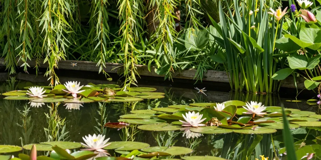 Vibrant British pond plants thriving in a serene garden pond, showcasing water lilies and marginal flora.