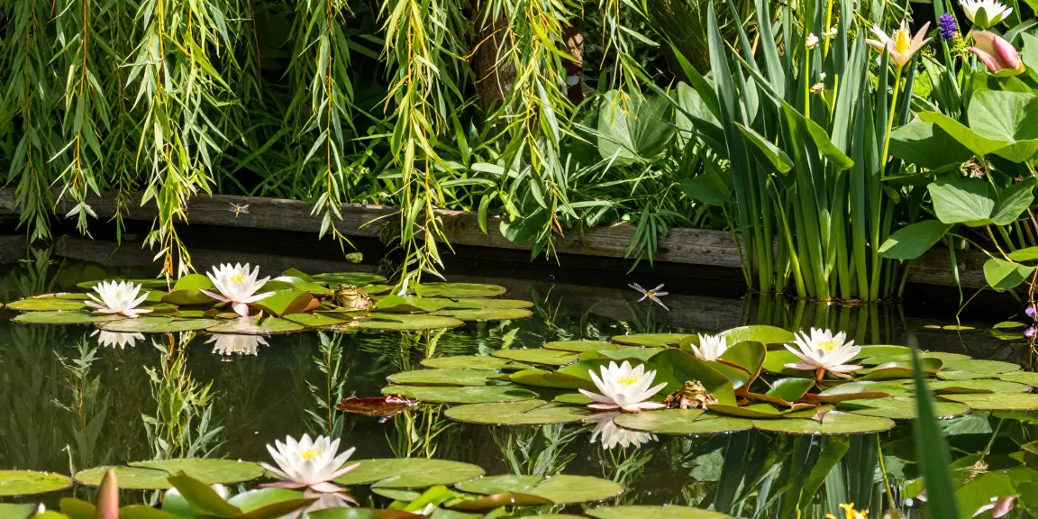 Vibrant British pond plants thriving in a serene garden pond, showcasing water lilies and marginal flora.